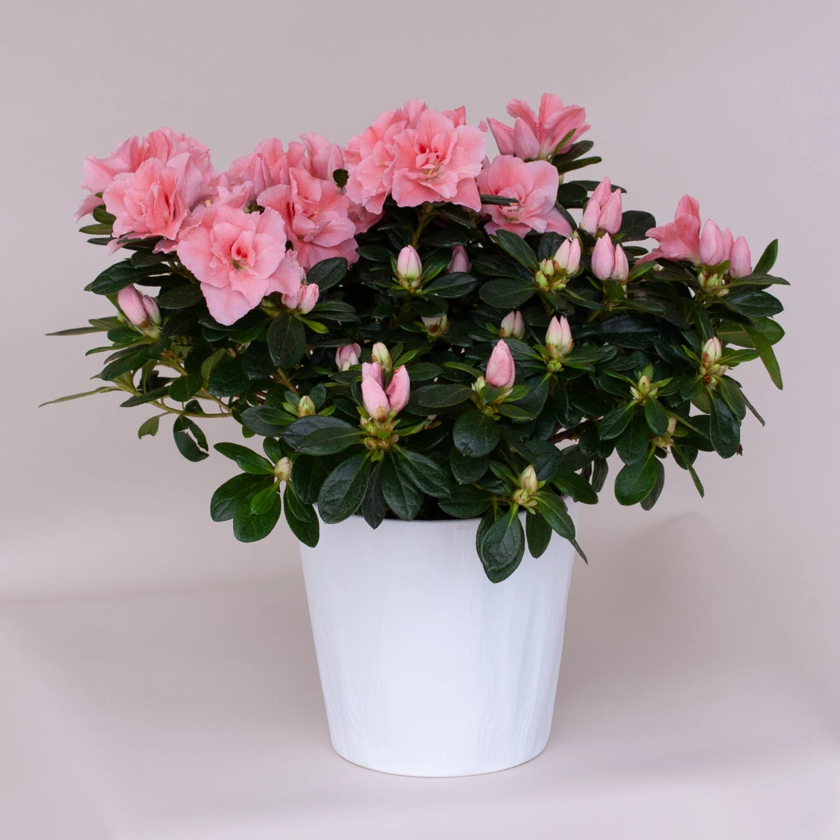 Read more about the article Caring for an indoor azalea