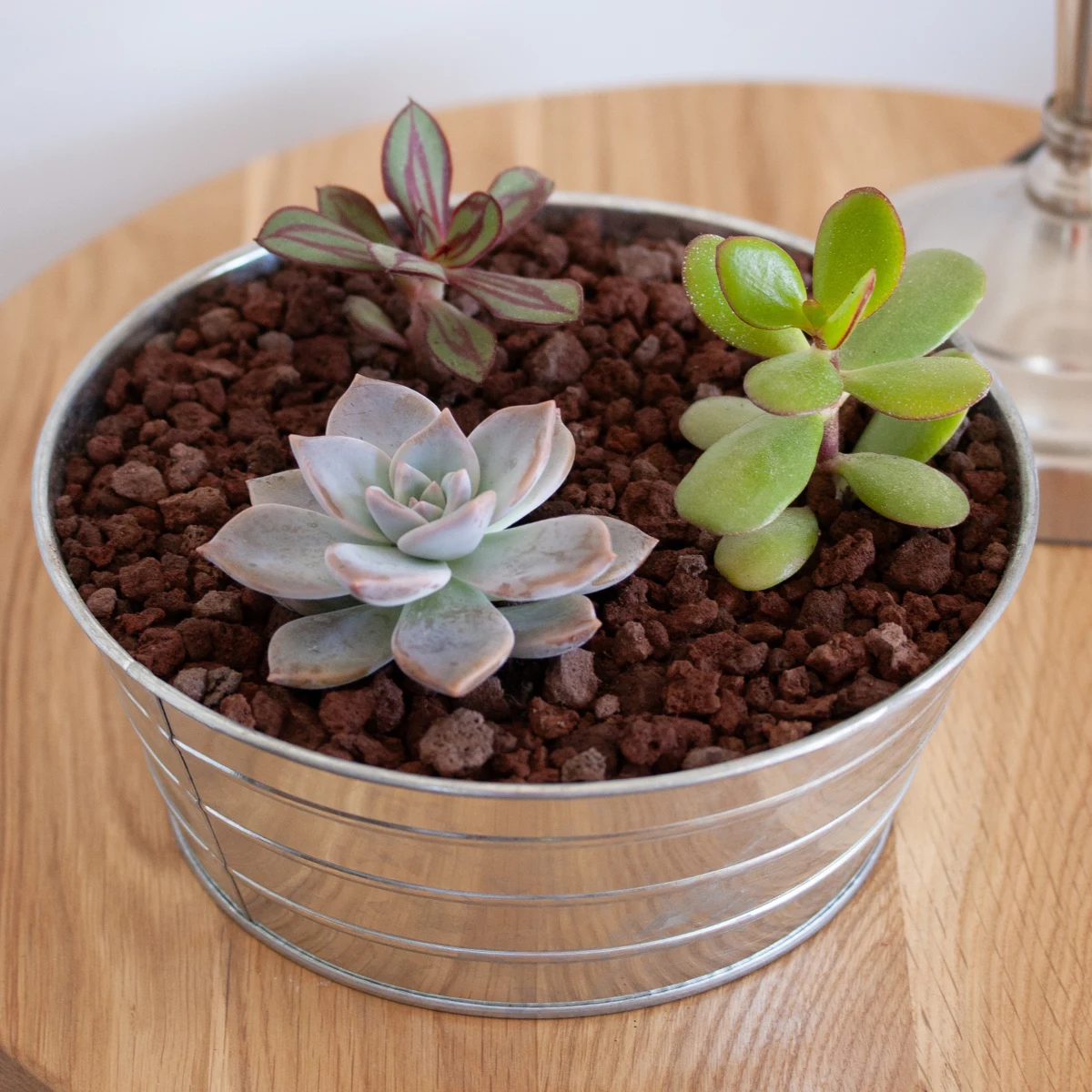 Read more about the article Maintening a succulent arrangement