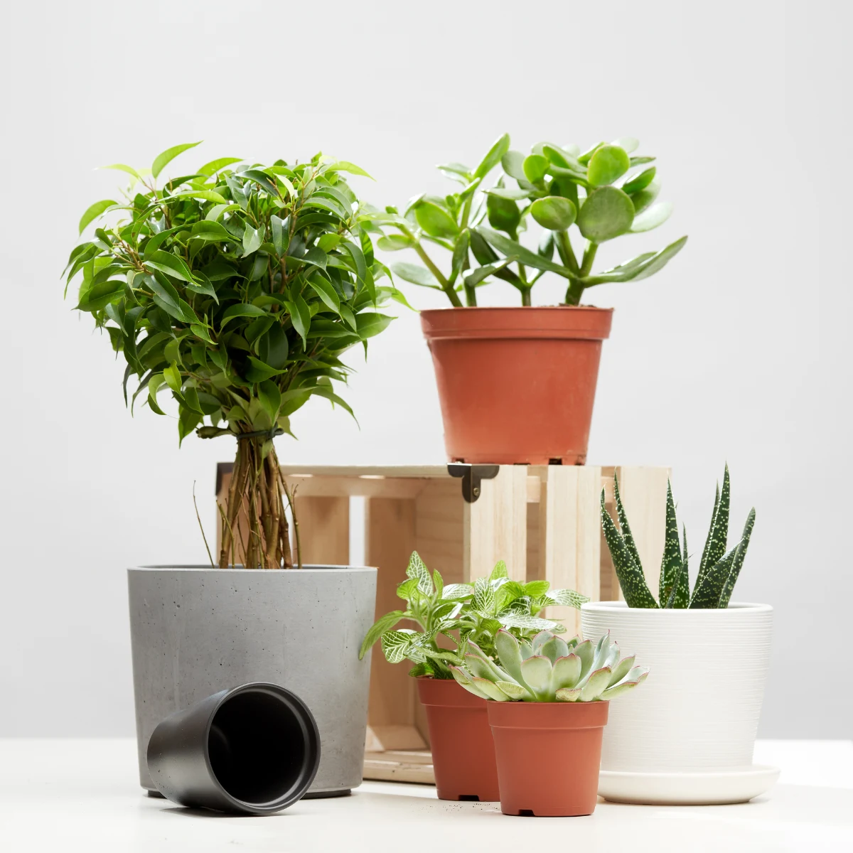 Read more about the article Choosing an indoor plant