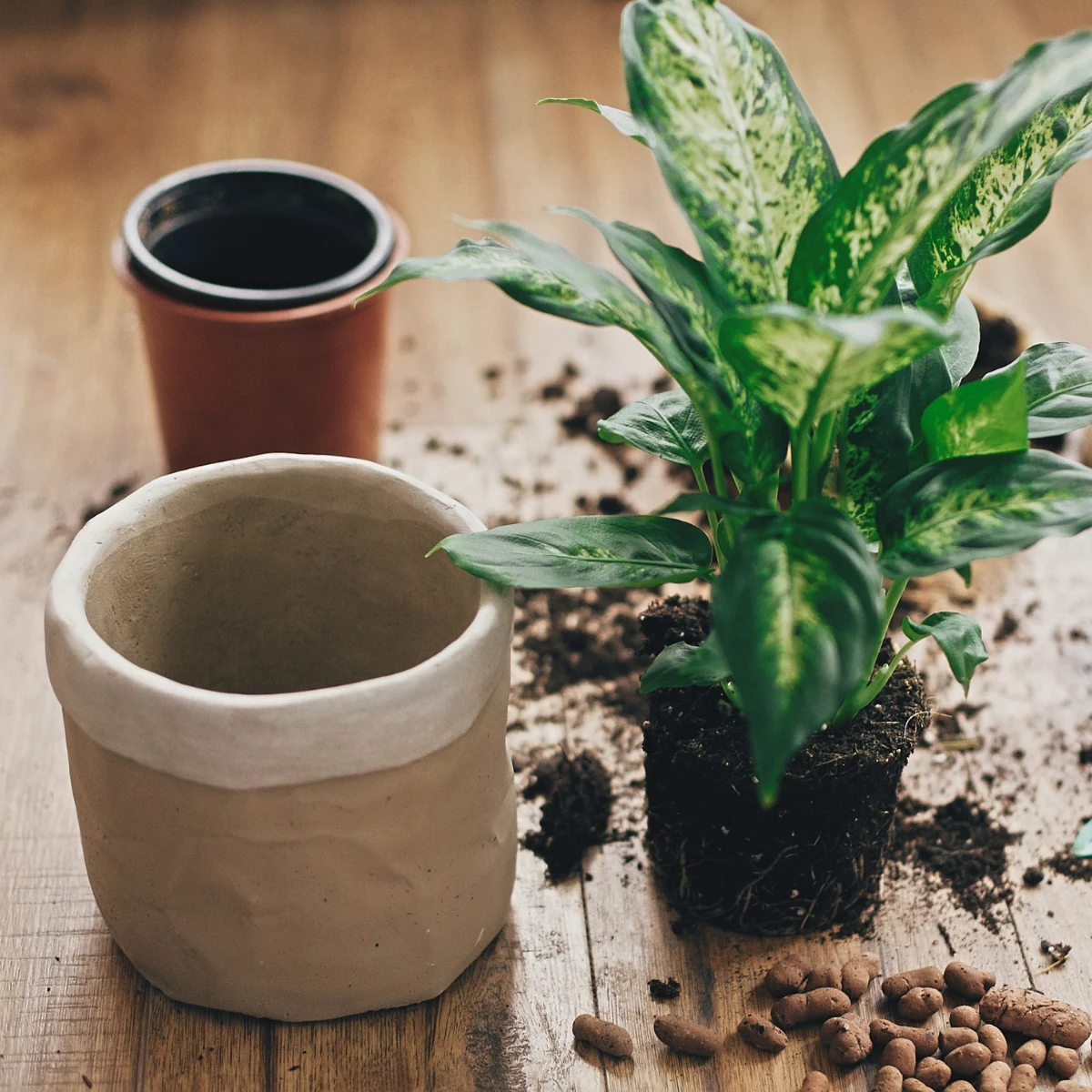 Read more about the article A little guide on soils and pots