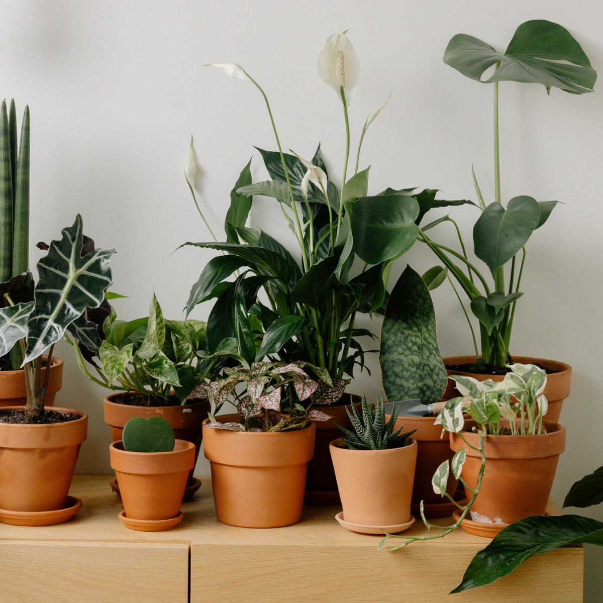 Read more about the article Welcoming a new plant