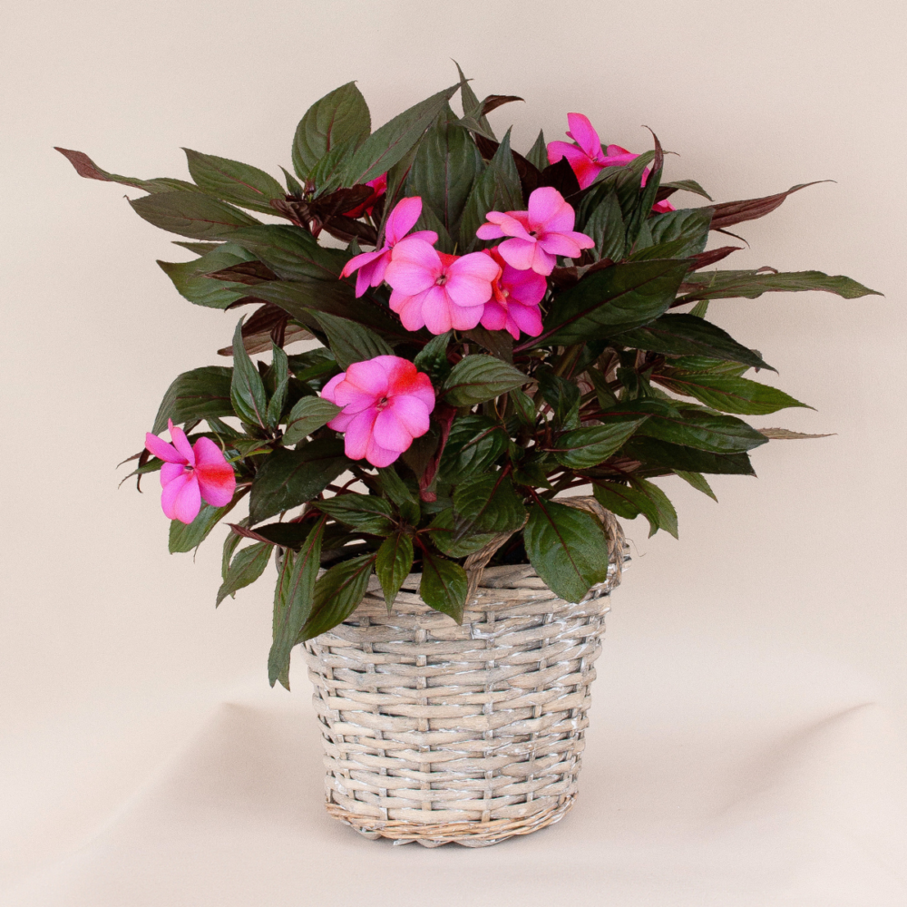 Impatiens de Nouvelle-Guinée