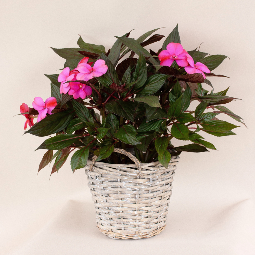 Impatiens de Nouvelle-Guinée