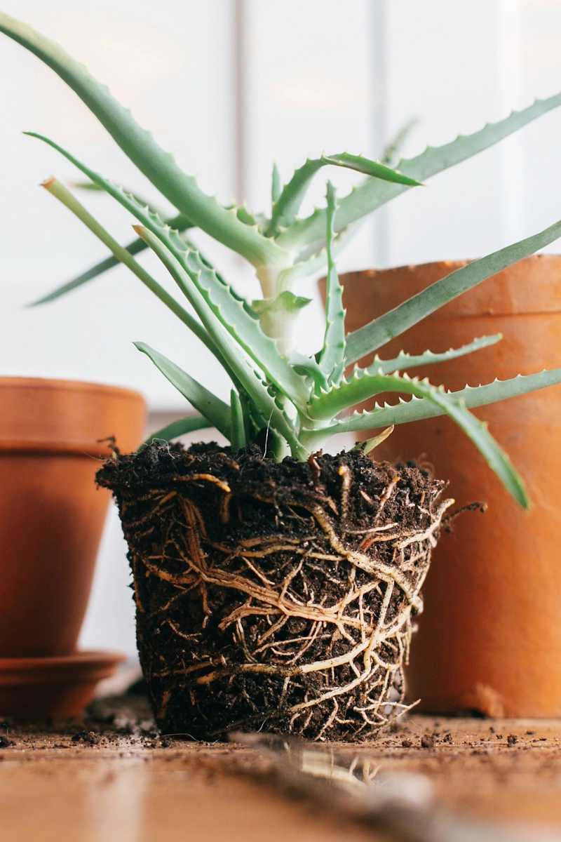 Plante en cours de rempotage Plante en cours de rempotage