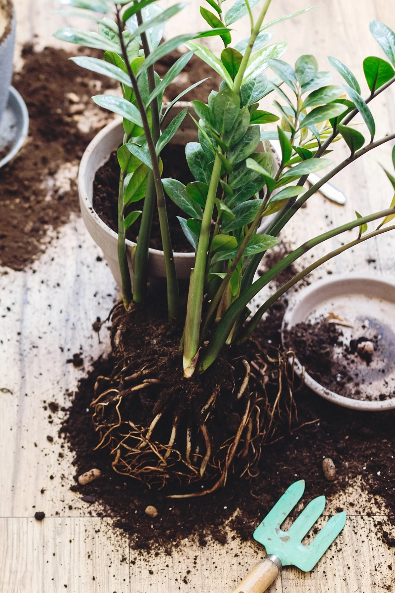 Zamioculcas en cours de rempotage Zamioculcas en cours de rempotage