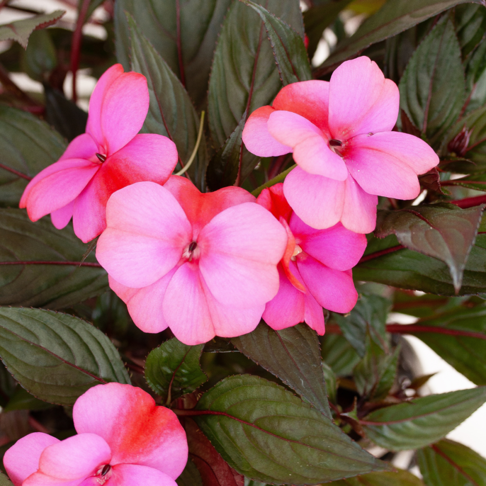 Impatiens de Nouvelle-Guinée