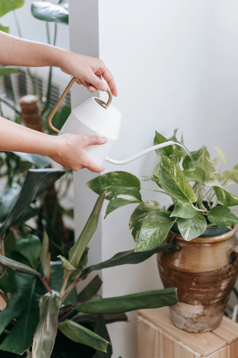 Arrosage d’une plante verte Arrosage d'une plante verte
