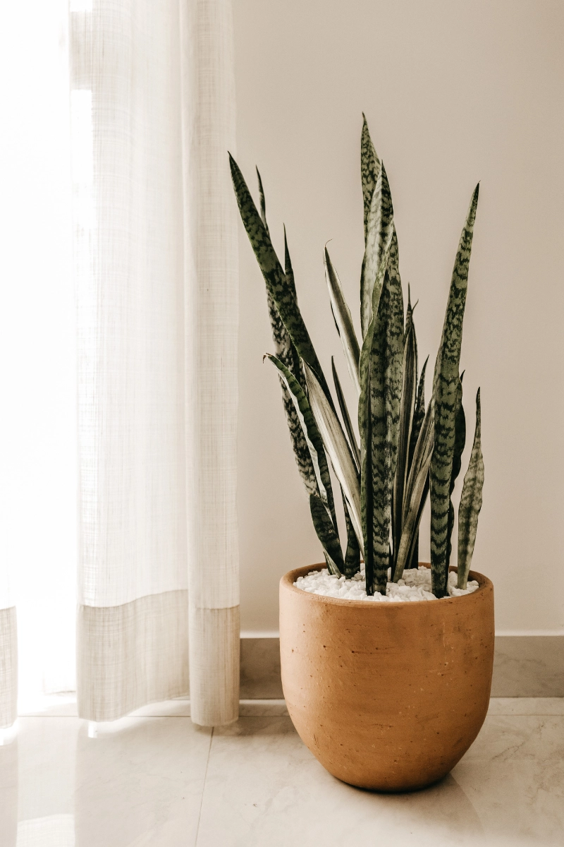 Sanseveria en pot Sanseveria en pot de terre cuite devant rideau avec paillage minéral