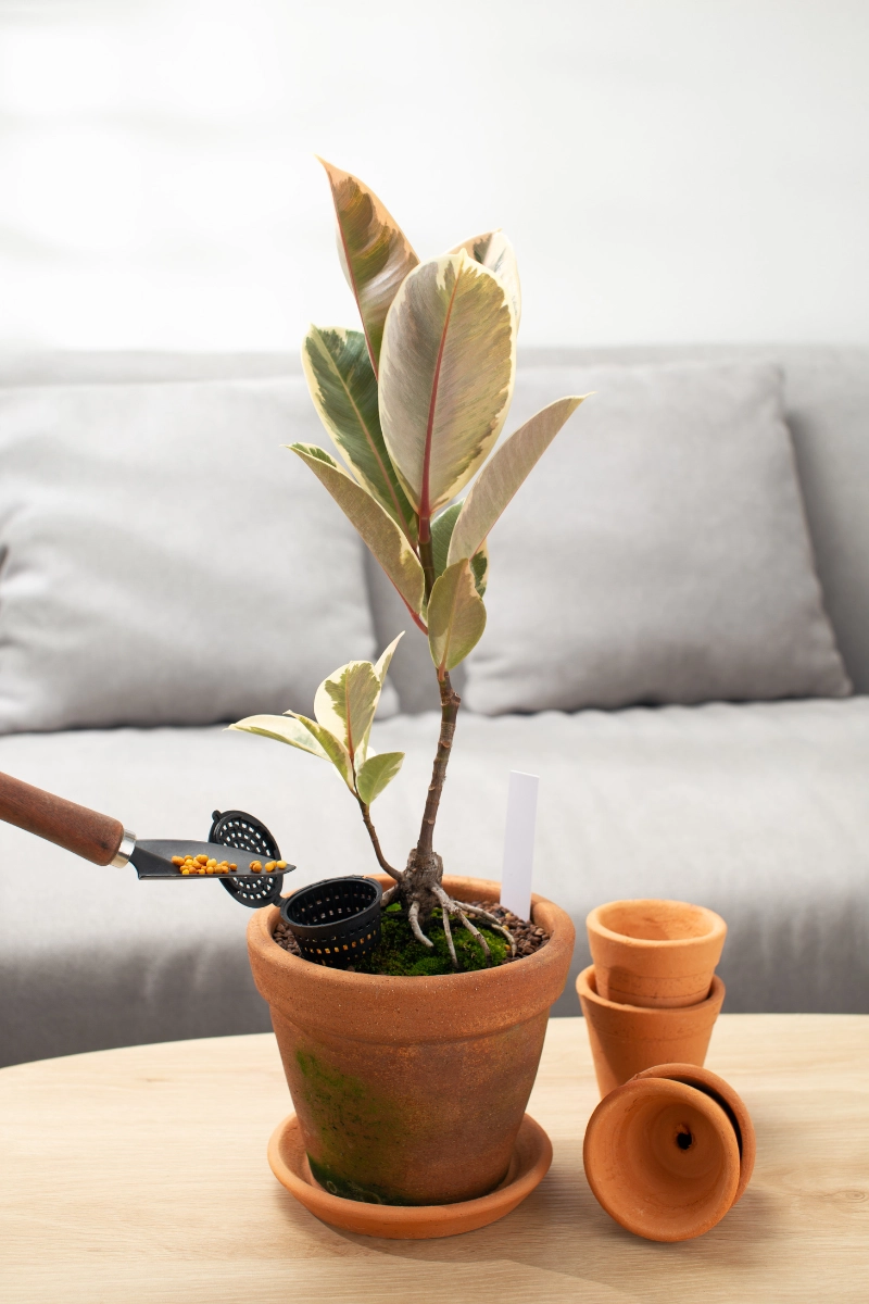 plante en pot Plante en pot de terre cuite avec engrais en granulats