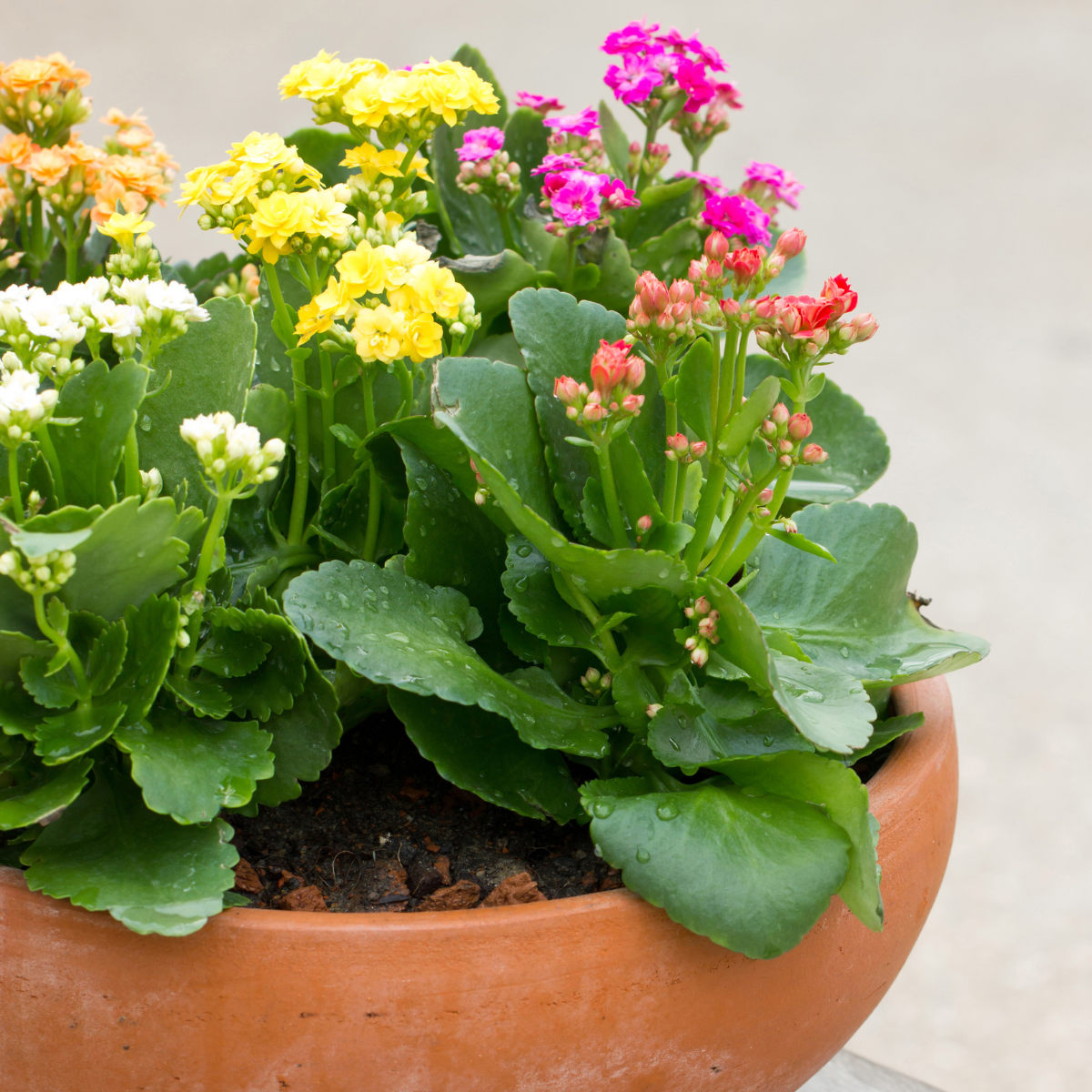 Read more about the article Kalanchoe blossfeldiana